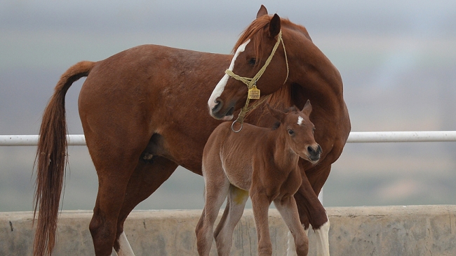 Şampiyon adayı taylar dünyaya gözlerini açıyor
